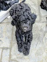 Cordelia , a female Miniature Bernedoodle and Miniature Goldendoodle for sale in Mansfield, OH – 5 of 10