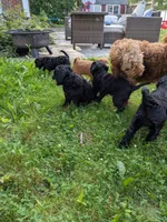 Cordelia , a female Miniature Goldendoodle for sale in Mansfield, OH – 5 of 7