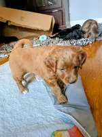 Lionel (Leo), a male Miniature Bernedoodle and Miniature Goldendoodle for sale in Mansfield, OH – 4 of 7