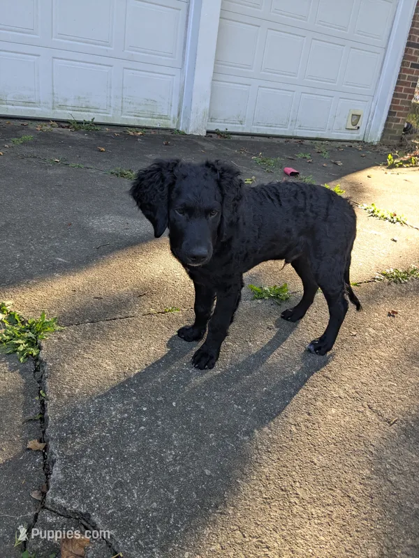 Cornelius – Miniature Bernedoodle, Miniature Goldendoodle puppy for sale in Mansfield, OH
