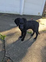 Cornelius, a male Goldendoodle and Bernedoodle for sale in Mansfield, OH – 4 of 10