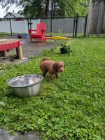 Leo AKA Brownie, a male Miniature Bernedoodle and Miniature Goldendoodle for sale in Mansfield, OH – 10 of 10