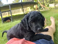 Nico, a male Miniature Bernedoodle and Miniature Goldendoodle for sale in Mansfield, OH – 2 of 5