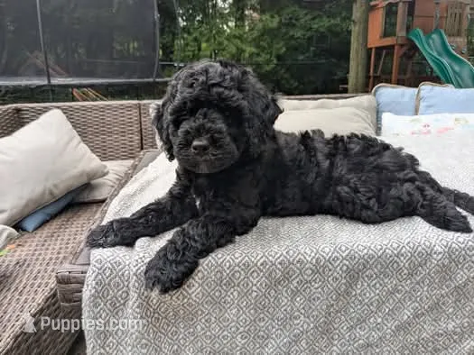 Cordelia  – Miniature Bernedoodle, Miniature Goldendoodle puppy for sale in Mansfield, OH