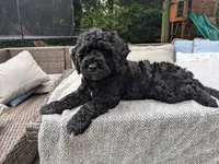 Cordelia , a female Miniature Goldendoodle for sale in Mansfield, OH – 1 of 7