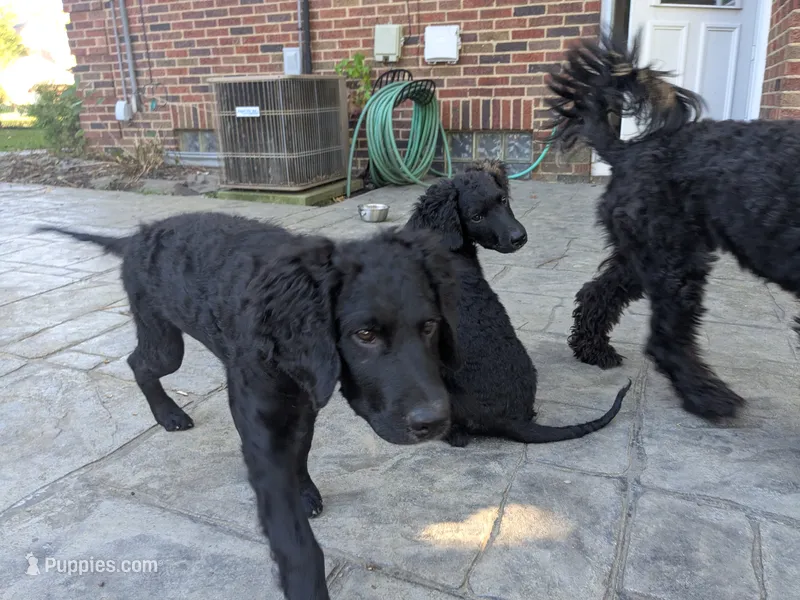 Cornelius – Goldendoodle, Bernedoodle puppy for sale in Mansfield, OH