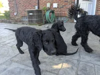Cornelius, a male Bernedoodle and Miniature Goldendoodle for sale in Mansfield, OH – 6 of 10