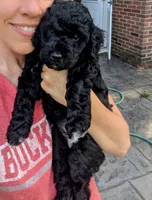 Cordelia , a female Miniature Goldendoodle for sale in Mansfield, OH – 2 of 7
