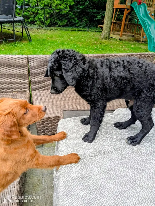 Cornelius – Miniature Bernedoodle puppy for sale in Mansfield, OH