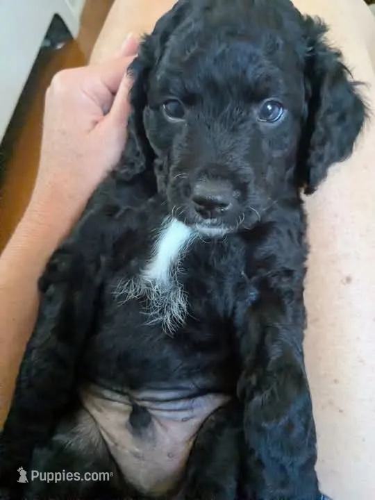 Nico – Miniature Bernedoodle puppy for sale in Mansfield, OH
