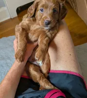Lionel (Leo), a male Miniature Bernedoodle and Miniature Goldendoodle for sale in Mansfield, OH – 2 of 7
