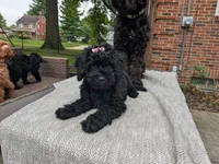 Violet AKA BoR, a female Miniature Bernedoodle and Miniature Goldendoodle for sale in Mansfield, OH – 4 of 10