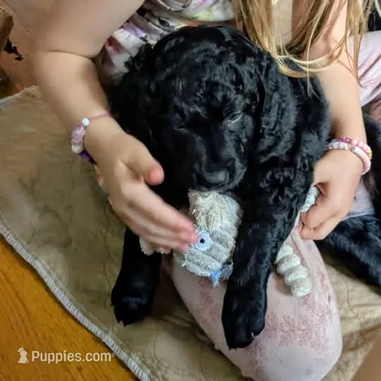 Cornelius – Miniature Bernedoodle puppy for sale in Mansfield, OH