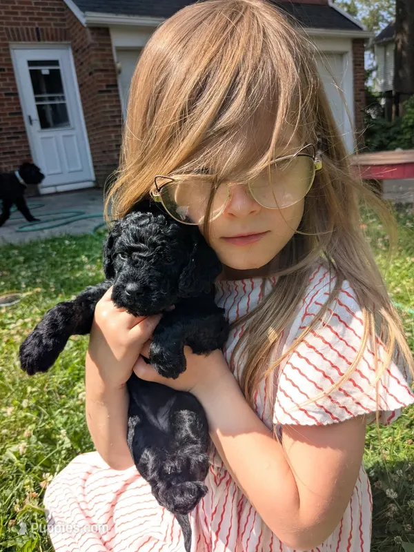 Violet (BoRa) – Miniature Bernedoodle puppy for sale in Mansfield, OH
