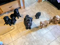 Nico, a male Miniature Bernedoodle and Miniature Goldendoodle for sale in Mansfield, OH – 7 of 10