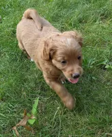 Leo AKA Brownie, a male Miniature Goldendoodle for sale in Mansfield, OH – 9 of 10