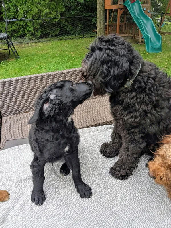Cornelius – Miniature Bernedoodle, Miniature Goldendoodle puppy for sale in Mansfield, OH