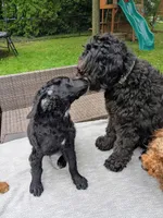 Cornelius, a male Miniature Bernedoodle for sale in Mansfield, OH – 2 of 10