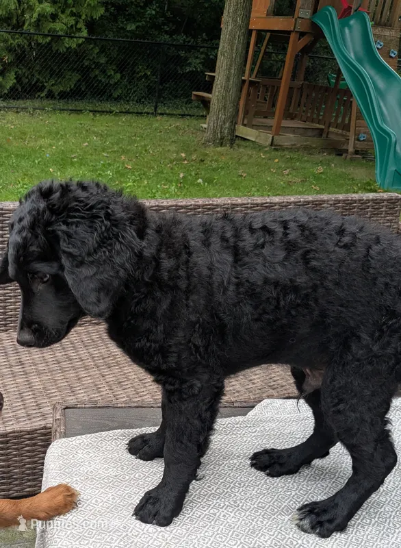 Cornelius – Bernedoodle, Miniature Goldendoodle puppy for sale in Mansfield, OH