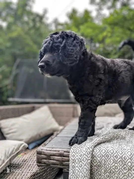Cornelius – Miniature Bernedoodle puppy for sale in Mansfield, OH