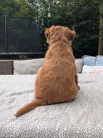 Leo AKA Brownie, a male Miniature Bernedoodle and Miniature Goldendoodle for sale in Mansfield, OH – 3 of 10