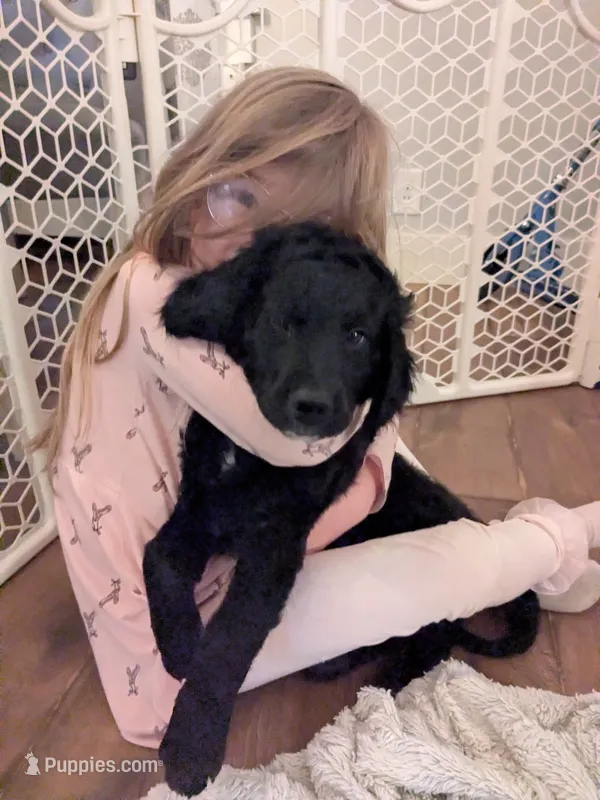 Cornelius – Miniature Bernedoodle, Miniature Goldendoodle puppy for sale in Mansfield, OH