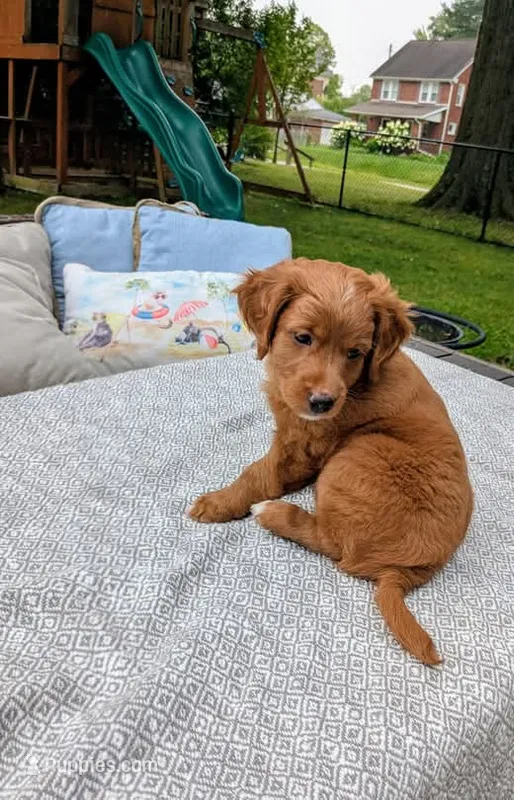 Leo AKA Brownie – Miniature Goldendoodle puppy for sale in Mansfield, OH