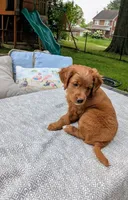 Leo AKA Brownie, a male Miniature Bernedoodle and Miniature Goldendoodle for sale in Mansfield, OH – 1 of 10