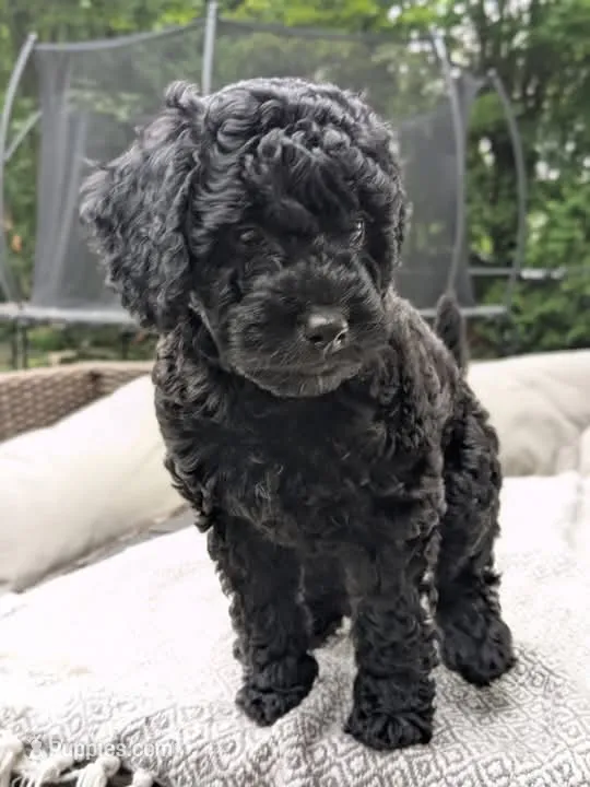 Violet (BoRa) – Miniature Goldendoodle puppy for sale in Mansfield, OH