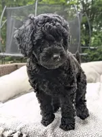 Violet (BoRa), a female Miniature Bernedoodle and Miniature Goldendoodle for sale in Mansfield, OH – 3 of 9