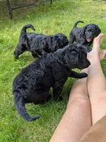 Nico, a male Miniature Bernedoodle and Miniature Goldendoodle for sale in Mansfield, OH – 5 of 5