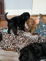 Cordelia , a female Miniature Bernedoodle and Miniature Goldendoodle for sale in Mansfield, OH – 2 of 2