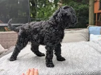 Violet AKA BoR, a female Miniature Bernedoodle and Miniature Goldendoodle for sale in Mansfield, OH – 7 of 10