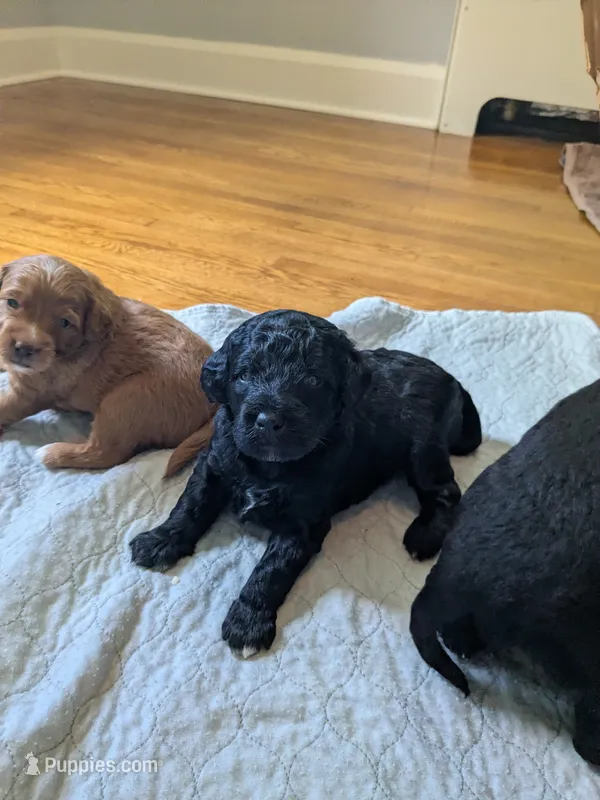 Cornelius – Miniature Bernedoodle, Miniature Goldendoodle puppy for sale in Mansfield, OH