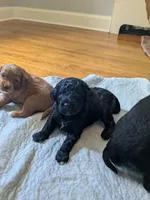 Cornelius, a male Miniature Bernedoodle and Miniature Goldendoodle for sale in Mansfield, OH – 1 of 10