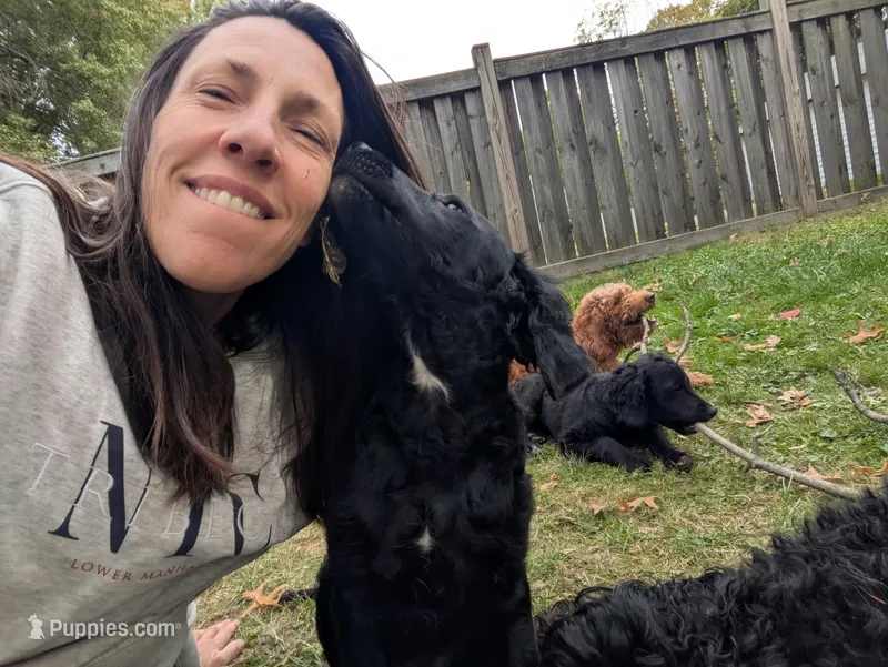 Cornelius – Miniature Bernedoodle, Miniature Goldendoodle puppy for sale in Mansfield, OH