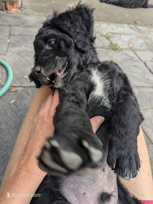 Nico – Miniature Bernedoodle puppy for sale in Mansfield, OH