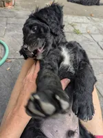 Nico, a male Miniature Bernedoodle and Miniature Goldendoodle for sale in Mansfield, OH – 3 of 10