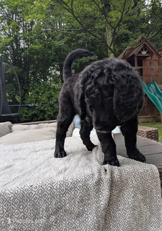 Cornelius – Miniature Bernedoodle, Miniature Goldendoodle puppy for sale in Mansfield, OH