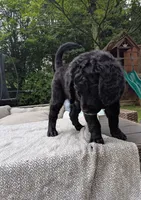 Cornelius, a male Bernedoodle and Golden Mountain Doodle for sale in Mansfield, OH – 5 of 10