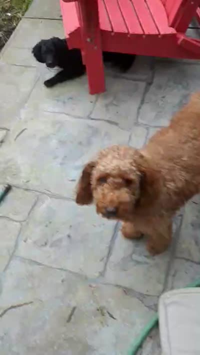 Nico, a male Miniature Bernedoodle and Miniature Goldendoodle for sale in Mansfield, OH – 10 of 10
