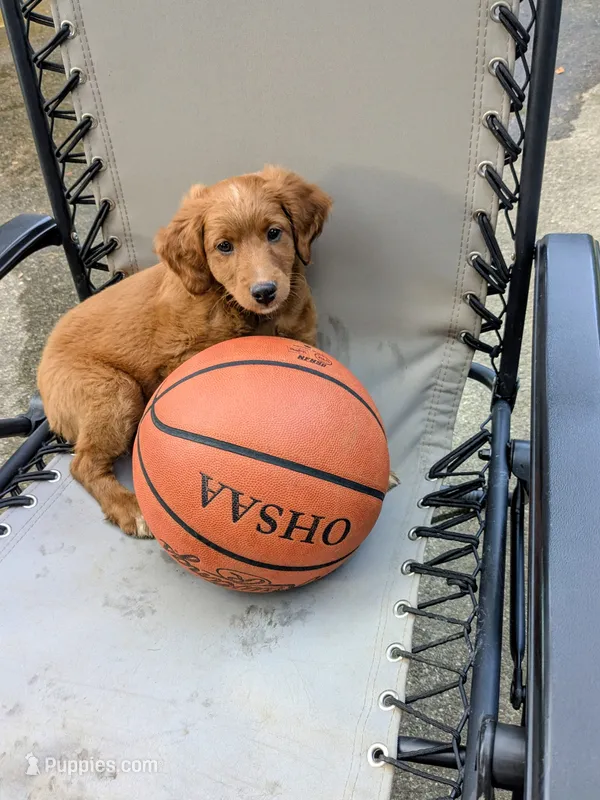 Leo AKA Brownie – Miniature Bernedoodle, Miniature Goldendoodle puppy on hold in Mansfield, OH