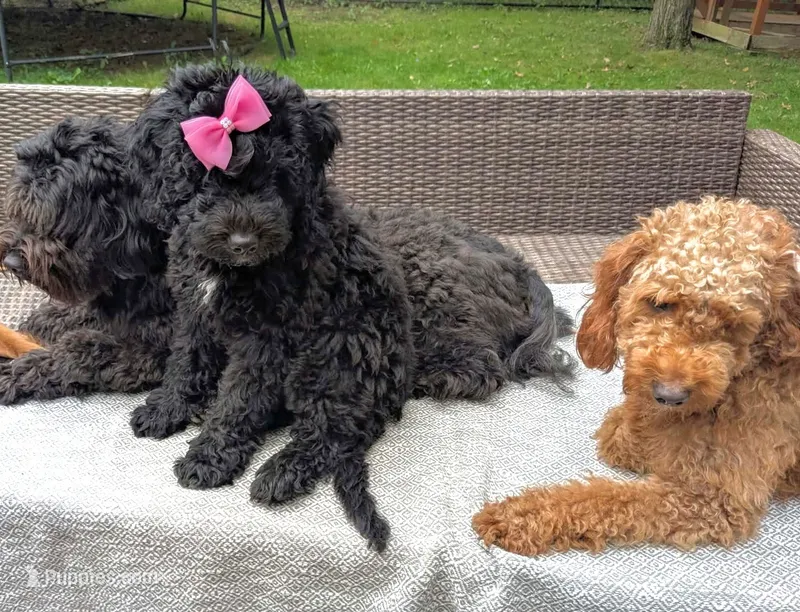 Cordelia  – Miniature Bernedoodle, Miniature Goldendoodle puppy for sale in Mansfield, OH