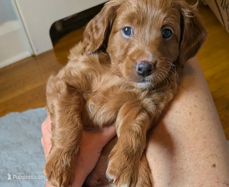 Lionel (Leo) – Miniature Bernedoodle, Miniature Goldendoodle puppy for sale in Mansfield, OH