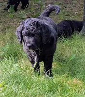 Cornelius, a male Bernedoodle and Golden Mountain Doodle for sale in Mansfield, OH – 10 of 10