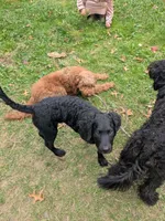 Cornelius, a male Bernedoodle and Miniature Goldendoodle for sale in Mansfield, OH – 8 of 10