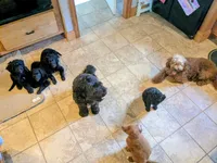 Cordelia , a female Miniature Goldendoodle for sale in Mansfield, OH – 6 of 7