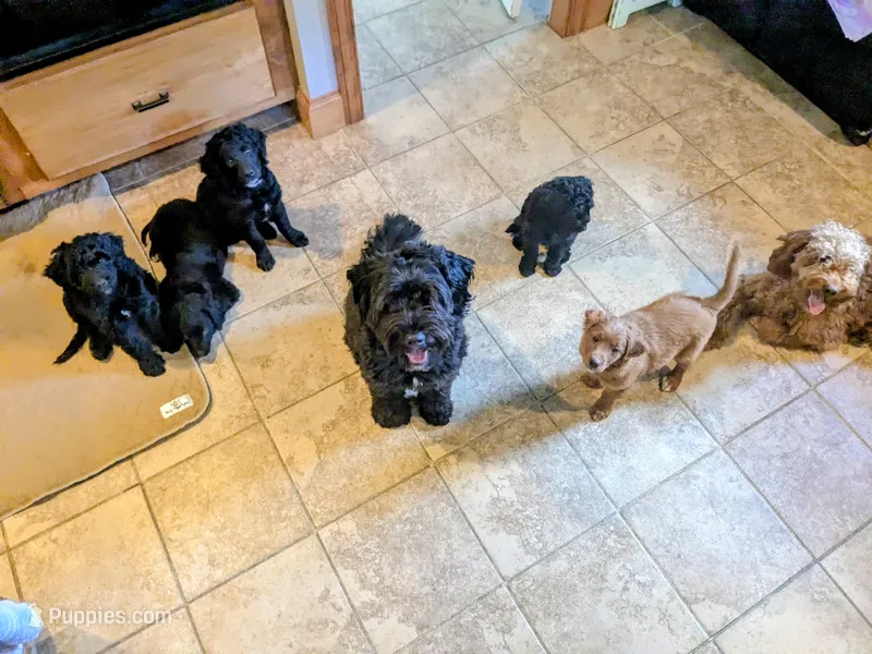 Violet (BoRa) – Miniature Goldendoodle puppy for sale in Mansfield, OH