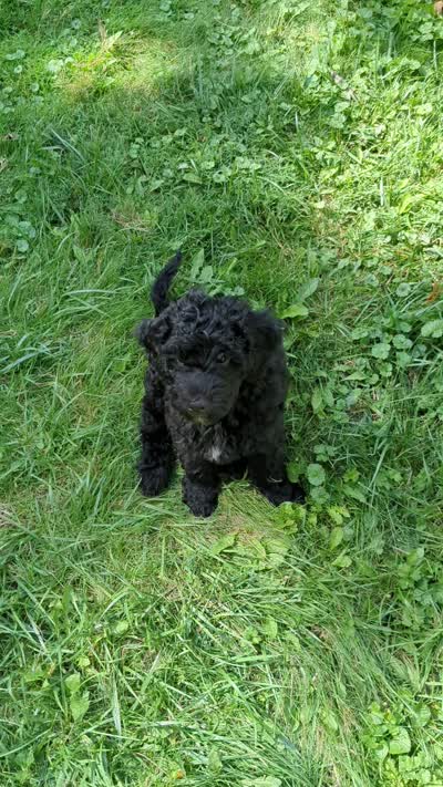 Cordelia , a female Miniature Bernedoodle and Miniature Goldendoodle for sale in Mansfield, OH – 10 of 10