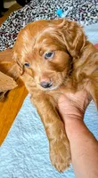 Lionel (Leo), a male Miniature Bernedoodle and Miniature Goldendoodle for sale in Mansfield, OH – 5 of 7